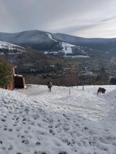 Gallery image of Maison de montagne avec vue panoramique in Bussang