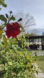 una rosa rossa su un cespuglio in un parco di Hotel Palmar a Colón