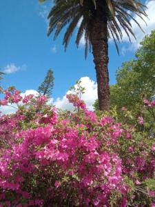 a palm tree and pink flowers in front of a palm tree at Hotel Palmar in Colón