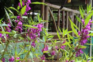 un montón de flores púrpuras delante de un porche en Montaña Verde en Rivas
