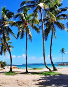 a group of palm trees on a sandy beach at Studio Karaïbes in Sainte-Anne