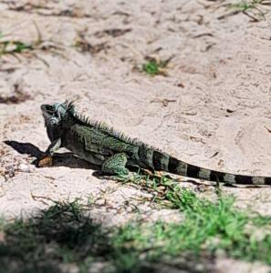 a lizard sitting on the ground in the sand at Studio Karaïbes in Sainte-Anne