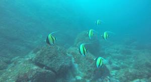 eine Gruppe von Fischen, die im Meer schwimmen in der Unterkunft Casa María Bonita in Pérula