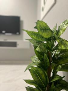 zielona roślina w pokoju z telewizorem w obiekcie شقق ثمانين بارك1 w mieście Chamis Muszajt