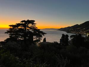 a tree sitting on top of a hill next to a body of water at La CONCHIGLIA Bed & Breakfast in Camogli