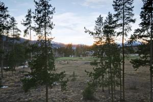 een groep bomen in een veld met zonsondergang bij Pines 2047 in Keystone