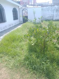 a bush in the grass next to a building at Hostel Alto Alberdi in Córdoba
