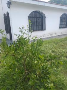 a bush in front of a white building with barred windows at Hostel Alto Alberdi in Córdoba