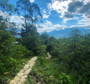 un sendero a través de un bosque con montañas en el fondo en Casa de la Montaña Sagrada (Hospedaje Místico), en Cuispes