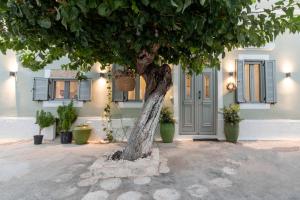 un arbre devant une maison avec des plantes dans l'établissement Mounouria House Koskinou, à Koskinou