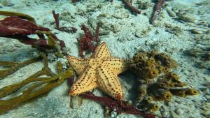 Stella di mare e altri organismi sulla scogliera di Splendid San Blas - All Inclusive a Playón Chico