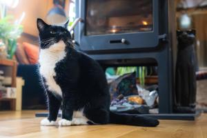 a black and white cat sitting on the floor in front of an oven at Floating Cat Palace in the Heart of Bath in Bath