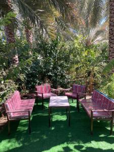 four pink benches and a table in a yard at Reef Alhamra in Al Ḩamrāʼ