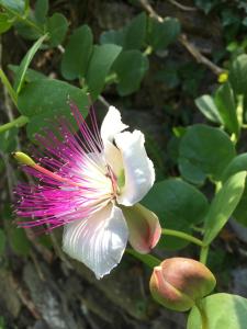 a white and pink flower on a plant at Villa Pietrafiore in Monterosso al Mare