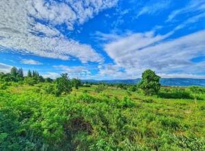 Phong cảnh thiên nhiên gần biệt thự