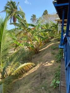 una fila de palmeras junto a un edificio azul en Villasollagoinha, en Paraipaba