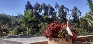 塞拉內格拉的住宿－Chalé Bela Vista，一个大花盆,有红花和棕榈树