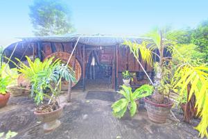 a group of potted plants in front of a house at rockwood vila in Kandy