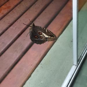 a butterfly is sitting on a window sill at La Casa Rozada Prumirim in Ubatuba