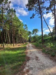 un chemin de terre au milieu d'une forêt dans l'établissement Casa Santana, à Moledo