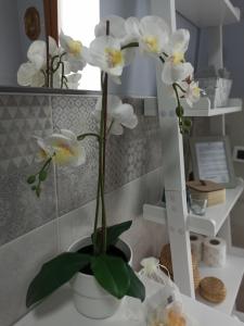 Eine weiße Orchidee in einem Topf auf einer Theke in der Unterkunft Alloggio La Perla, quiete ed eleganza con vista in Barbarano Vicentino