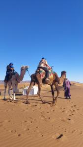 dwa wielbłądy chodzące po piasku na pustyni w obiekcie Tinfou desert camp w mieście Brija