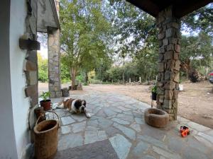un cane marrone sdraiato su un patio in pietra di Agriturismo Pranu a Sorgono