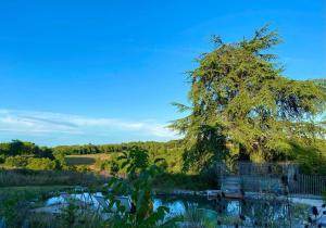 a tree standing over a pond in a field at Le cottage des Acacias in Salignac Eyvigues