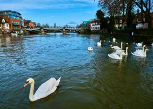 a group of swans on a river with a bridge at Queen Annes court luxury apartment on high street in Windsor