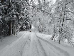 uma estrada coberta de neve numa floresta com árvores em Domek w Bieńkówce 