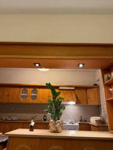 a kitchen with a potted plant on a counter at Gellis Village house Meteora in Kalabaka