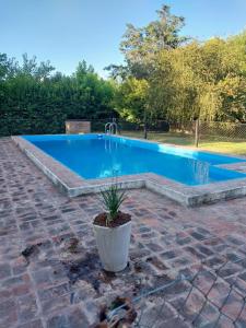 ein blauer Pool mit Topfpflanze daneben in der Unterkunft Casa Quinta El Cultivo in San Antonio de Areco