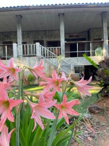 a bunch of pink flowers in front of a building at BaanYaiGuesthouse in Ko Mak