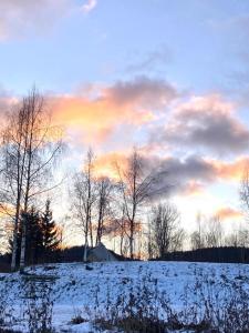 a group of trees in a snowy field with a sunset at Winter Glamping Tent Hovfjallet Vitsand in Torsby