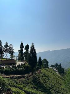 Blick auf ein Feld mit Bäumen und eine Straße in der Unterkunft Dilpali Home Cum Farm stay in Sukhia Pokhari