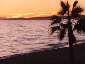 ミハスにあるlas olas 14の夕日の浜辺のヤシの木
