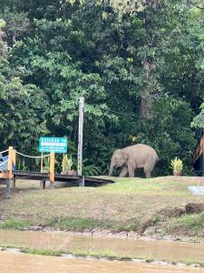 słonia chodzącego po polu obok drzew w obiekcie Borneo Jungle Adventure w mieście Kinabatangan
