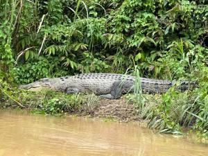 a crocodile laying on the bank of a river at Borneo Jungle Adventure in Kinabatangan