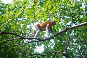 Małpa siedzi na gałęzi drzewa w obiekcie Borneo Jungle Adventure w mieście Kinabatangan