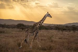 eine Giraffe, die mitten auf einem Feld läuft in der Unterkunft KABA Local Rwandan Guesthouse Entire Property for you with Tour services in and out the city such as Safari's in Kigali