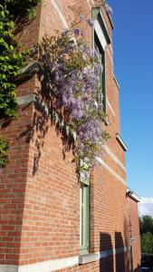 un árbol con flores púrpuras colgando de un edificio de ladrillo en B&B Fine Fleur en Brujas