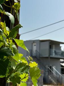 a leafy tree with a building in the background at Blue Sky in Frangokastello