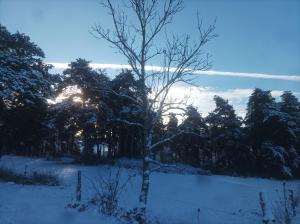 Ein Baum auf einem Feld im Schnee in der Unterkunft Suite à la campagne dans une jolie maison en bois. in Laussonne