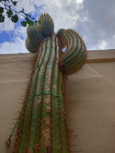 un grand cactus sur le côté d'un mur dans l'établissement Hotel del Sol Cafayate, à Cafayate