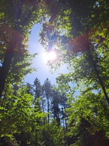 un bosque con el sol brillando entre los árboles en Sternenhof Wingst, en Wingst