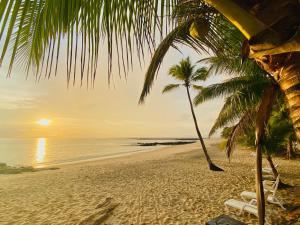 einen Strand mit einer Palme und dem Meer in der Unterkunft Sonny Island Resort in Punta Bajo Rico