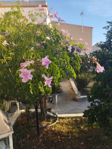 a group of trees with pink flowers in front of a building at La Fabriqueta Suite in Ríudecañas