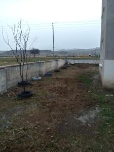 a tree in a yard next to a wall at enesin evi in Kayseri