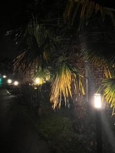 a street light and palm trees at night at L’algéroise Home & Spa in Ronchin