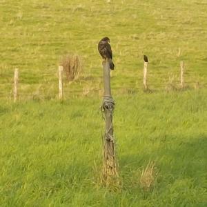 un uccello appoggiato su un palo in un campo di Os Heem a Wittem